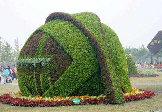 五色草景观造型中常用的六种造型菊花