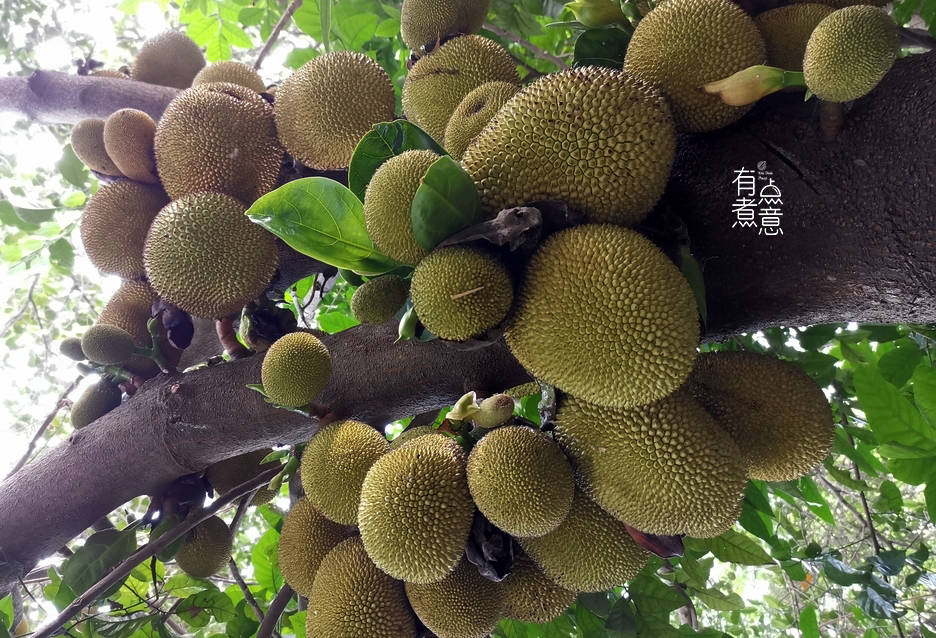 广东适合种什么葡萄 248f5d200c1e4b9aa3ffd1ef780ffdb2.jpeg