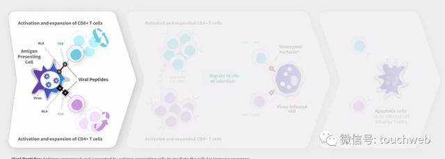 Leerink|原创医药公司AlloVir冲刺美股：拟募资2.5亿美元 路演PPT曝光