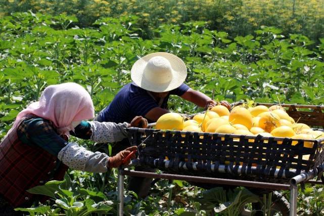 京喜|京喜力推产地直发 助力民勤蜜瓜开拓新兴市场销路