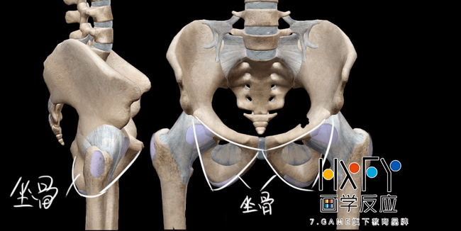耻骨联合也同样是坐骨的中心线,上坐骨耻骨联合可能会经常用到,因为这