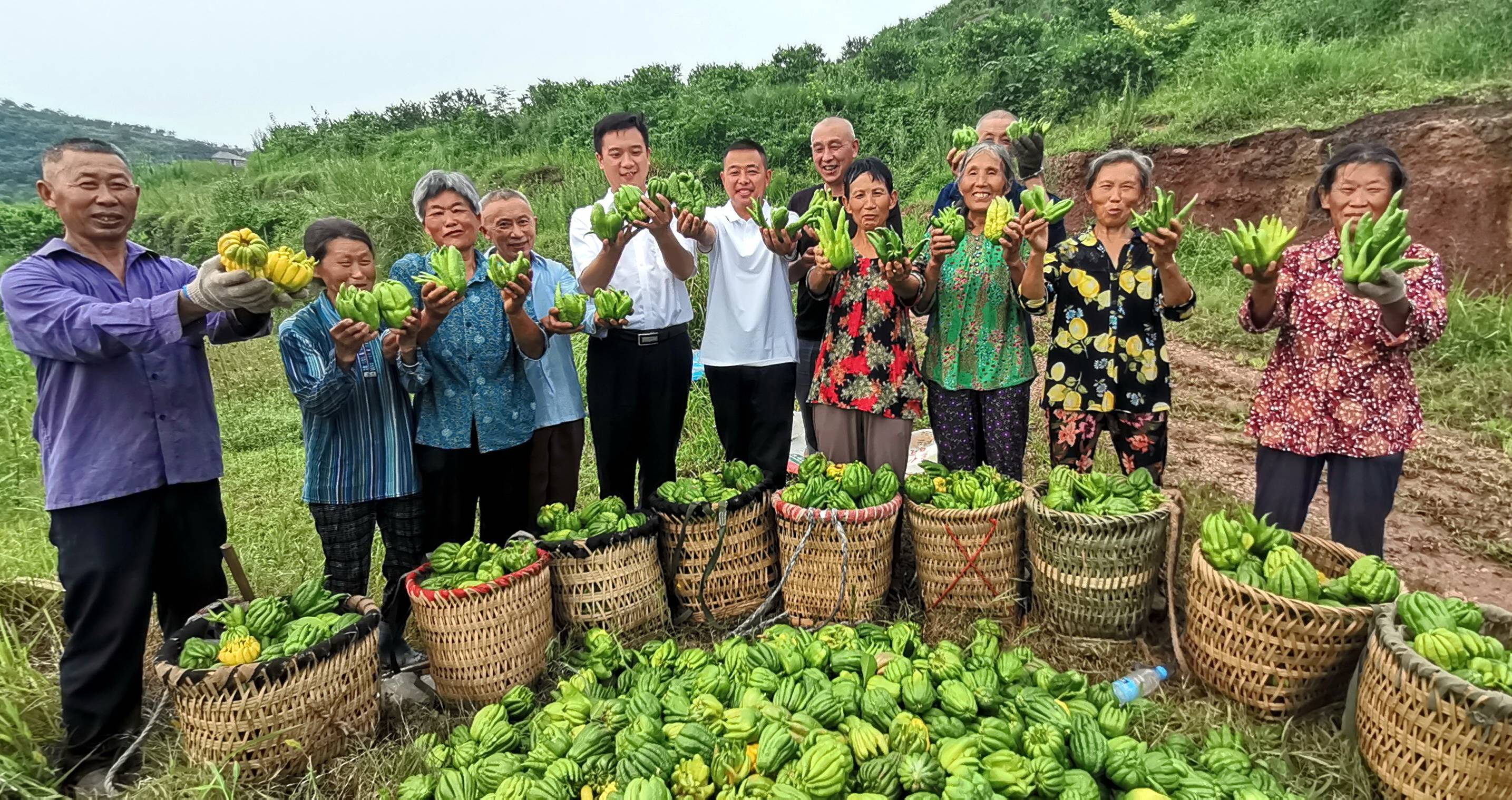 (时政新闻)佛门佛手产业助推一方百姓脱贫致富