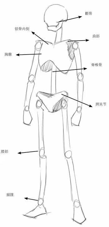 "泽漫绘艺学院"免费教你人体基础比例结构!_关节