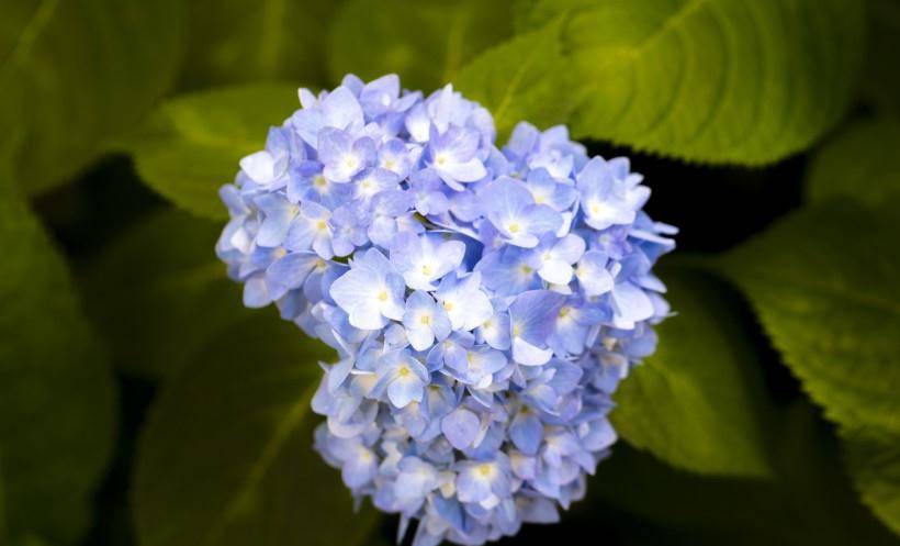 8月初，財運蒸蒸日上，事業愛情全有，窮日子熬到頭的四大生肖 星座 第4張