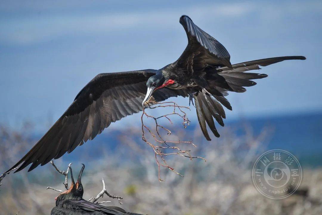 fiap hm 中国 黄海燕《frigate bird20▲fiap hm 印度尼西亚