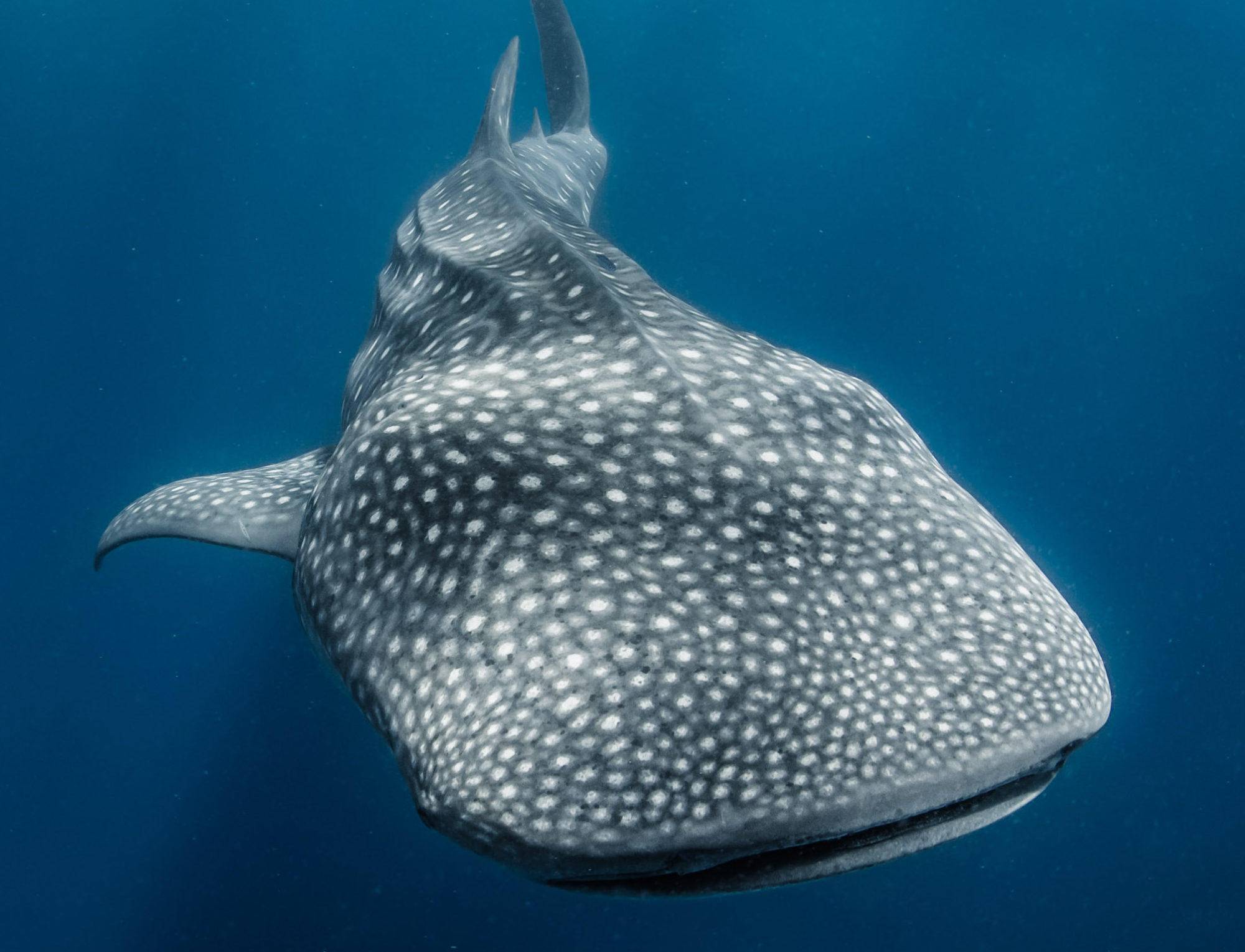 彩妆|捂好钱包!下半年彩妆界新品来啦,颜值高的让人实在是心动