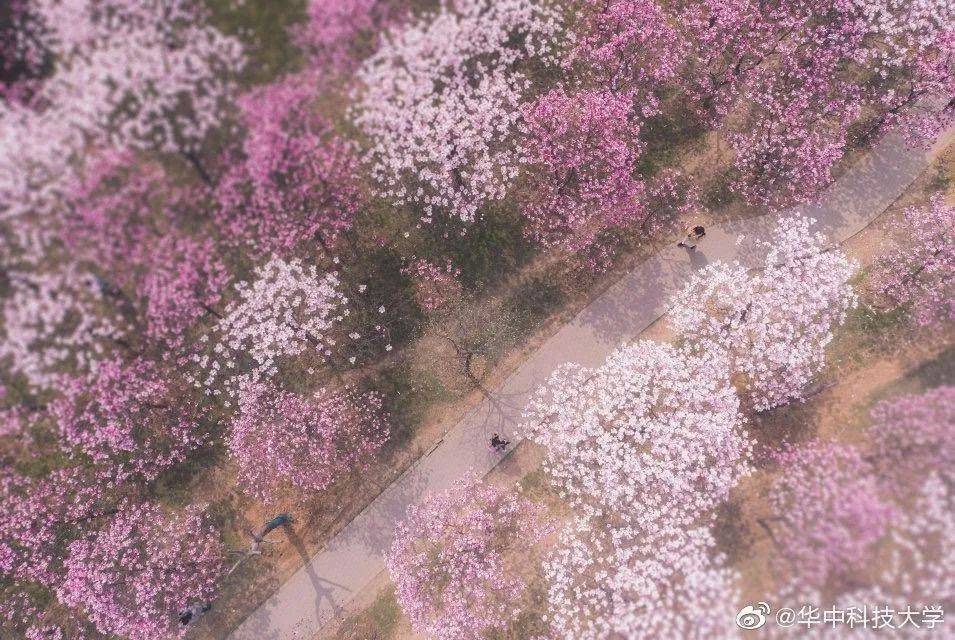 华科|中国最会闷声发大财的985华中大