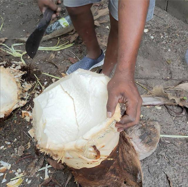 这种树,在中国只被作为景观植物,在国外却被当成"蔬菜"吃_棕榈