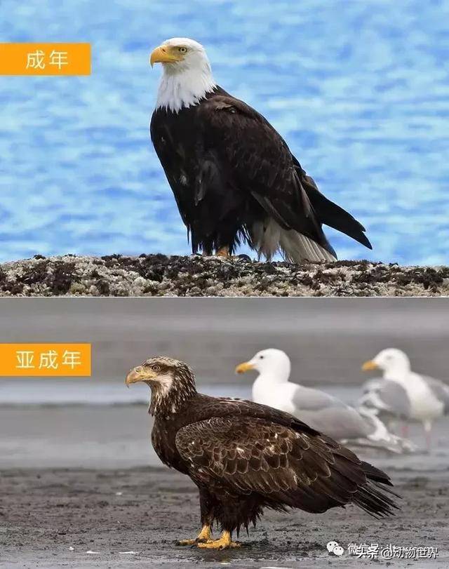 白头海雕为什么代表美国美国白头鹰的象征精神