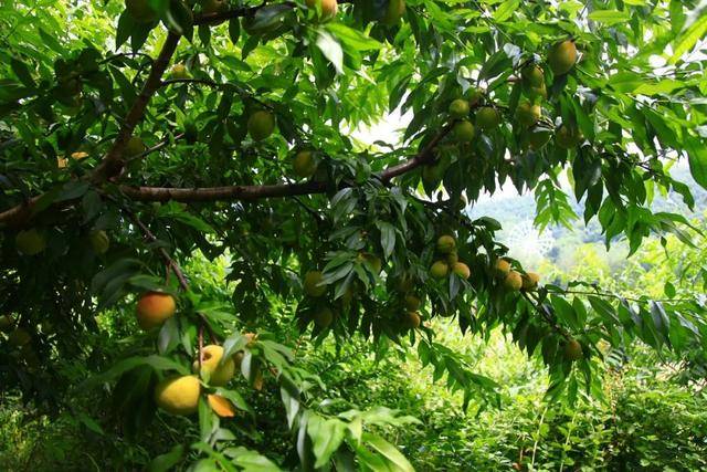 彭山|桃中极品，口口香甜彭山黄桃