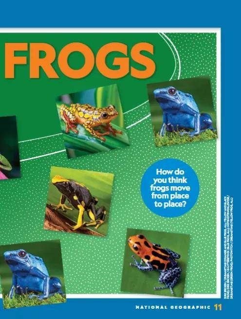 青蛙的英文叫什么 a50d9404a81c47ea9eae476ef25bf572.jpeg