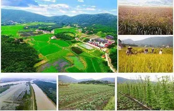 彭山|桃中极品，口口香甜彭山黄桃