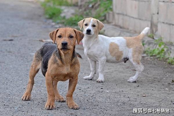 什么宠物狗不叫不闹 03735e005c1844a392b58d23b44b8d63.jpeg