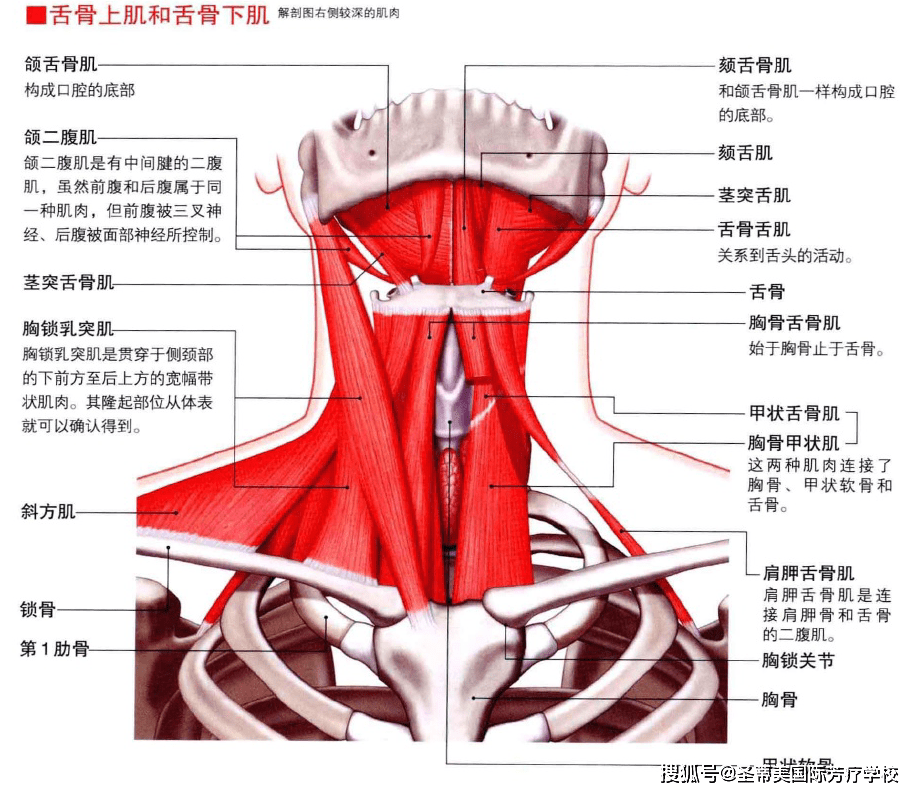 头颈部的肌肉解剖图naha国际芳疗师认证考试