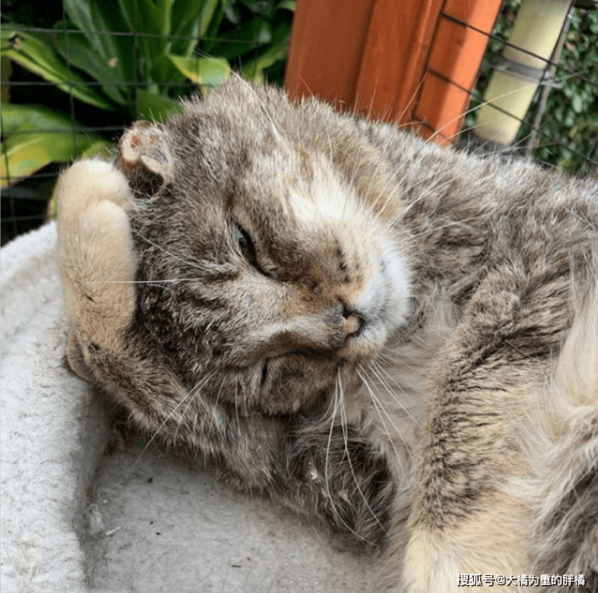 老王喜欢猫 be650762a84b4efd8d6e6bb299bb74c6.png