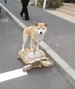 原创搞笑gif:有哪个妹纸能够拒绝这样的花!