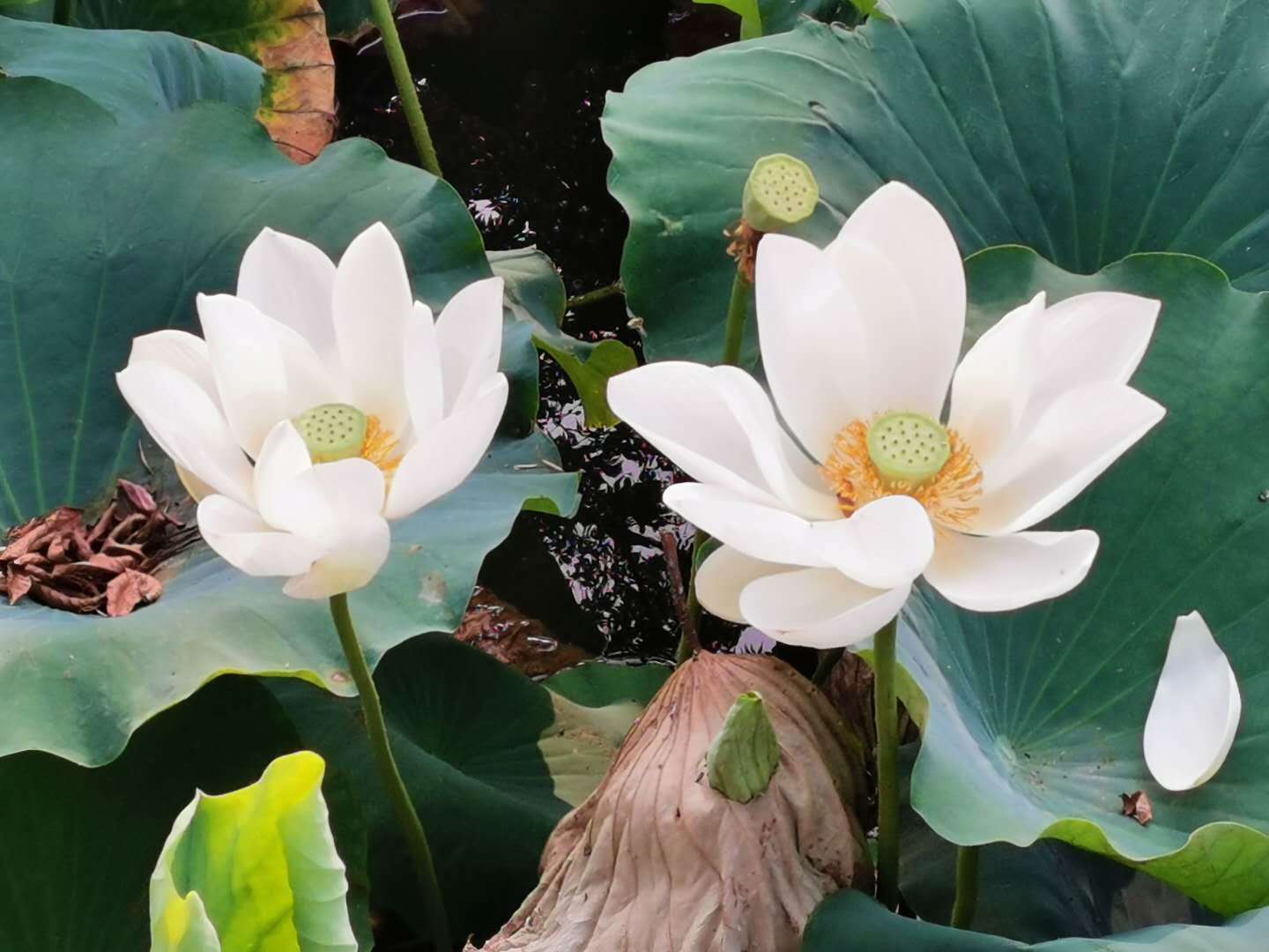 工作|苗凤军：秘书微博出卖领导，真当不得真？