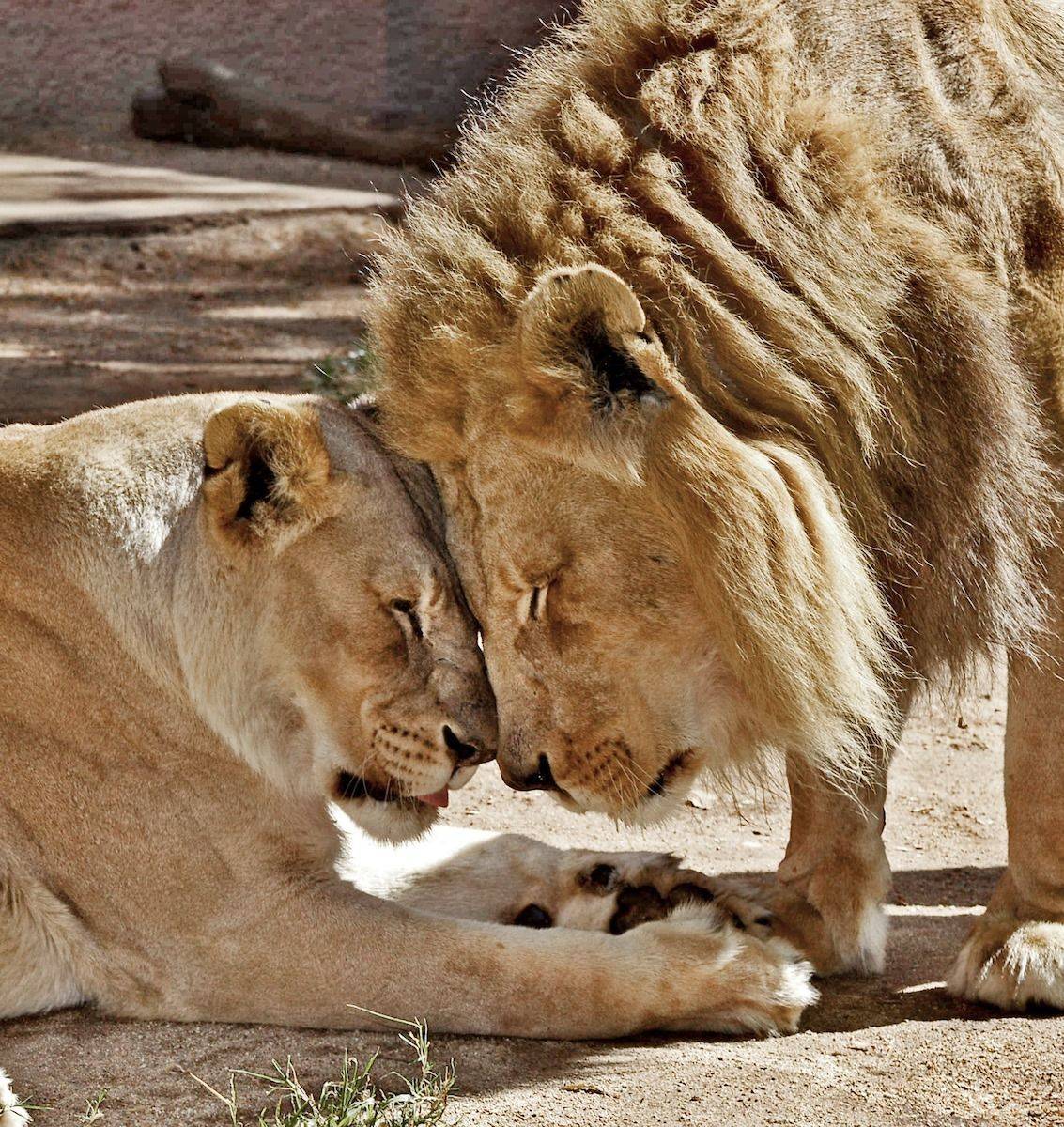 美国动物园在同一天安排一对狮子伴侣安乐死