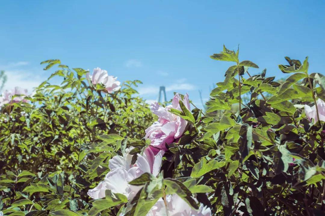 女孩子|喂饱了胃，也喂一下灵魂，看花是不错的选择