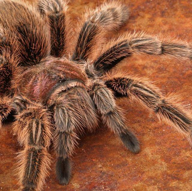 巴西流浪蜘蛛(brazilian wandering spiders)堪称世界毒性最强的蜘蛛