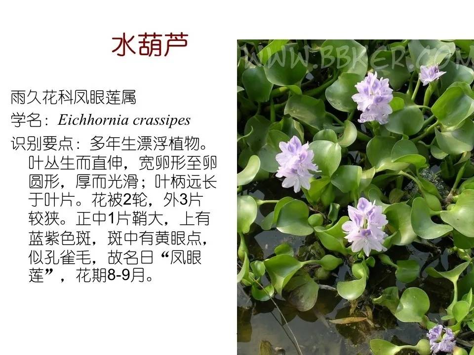 怎么快速认识植物 841845fe1487449eb004b2e2a5694973.jpeg
