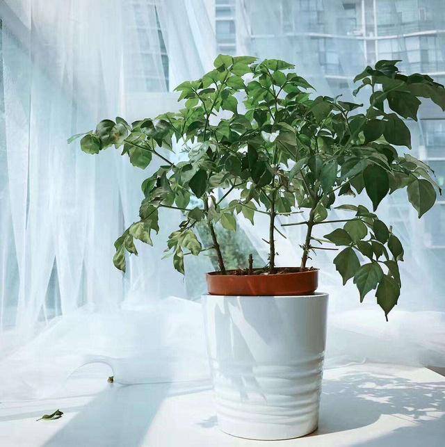 龟背竹怎么养才能发亮 ad85acf0d11a44c68e86e9d47c14c235.jpeg