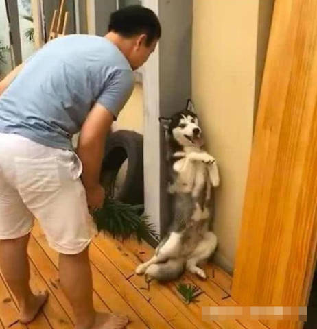 原创二哈打坏主人盆栽被拉去墙角罚站看到站姿网友忍不住笑了