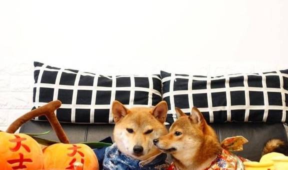 原创秒杀单身狗:柴犬结婚后拍婚纱照,据说还要领证