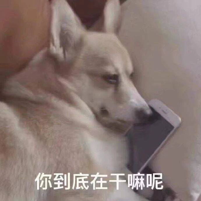 搞笑表情包拿图片臭弟弟你到底在干嘛呢