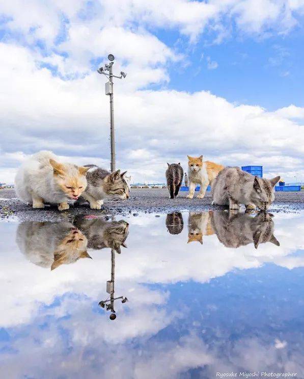 摄影师在雨后捕捉到,猫与自己的水中倒影互动,画面好美!