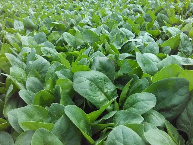 菠菜是什么季节收获的 4ef1447230884e93957f1f0052f19285.jpeg
