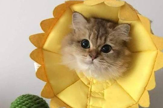 怎么抓小猫舒服 63edae460e134a10975157299498da98.jpeg