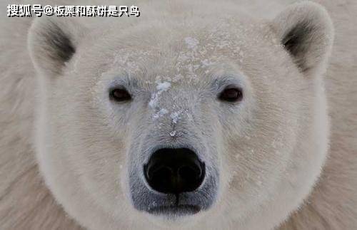 这一点从它们露出来的鼻头,嘴唇和眼睛周围的皮肤都可以看出来.