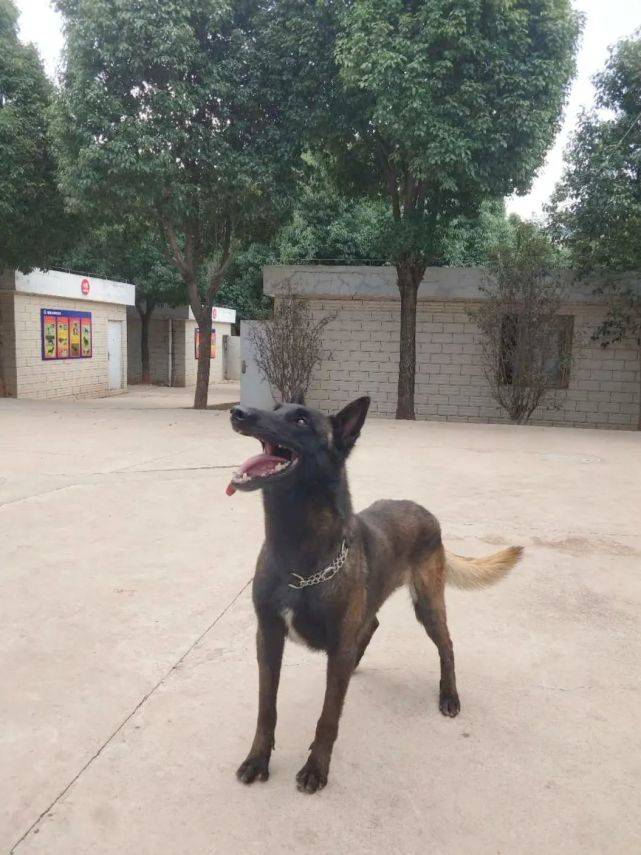 李家陵|它们同样在灾难中拯救生命揭秘丽江消防搜救犬!与消防员一样