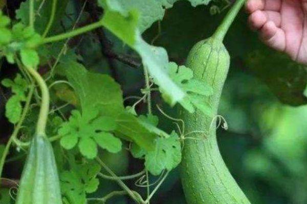 丝瓜的功效与作用查询 1364537ea7904444939b7efda0f98fc7.jpeg