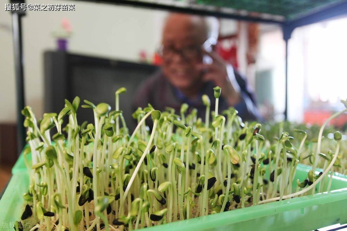 芽苗菜的功效吃法_绿豆芽