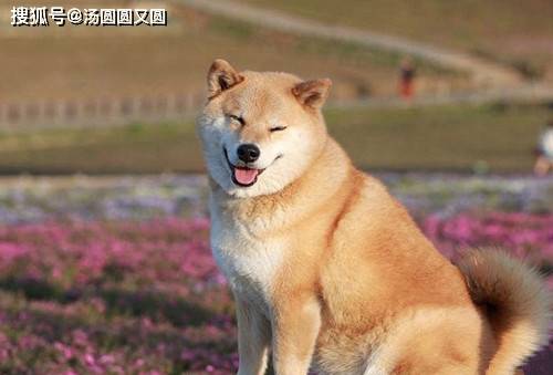 狗狗骨量小怎么办