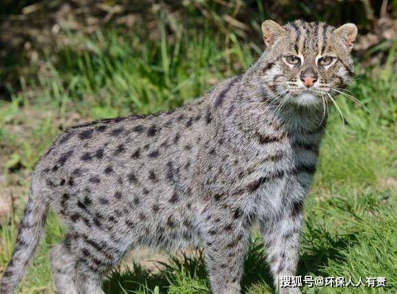 有哪些好养的动物 137cff496e6e4fda88b29d8dbbdf4c52.jpeg