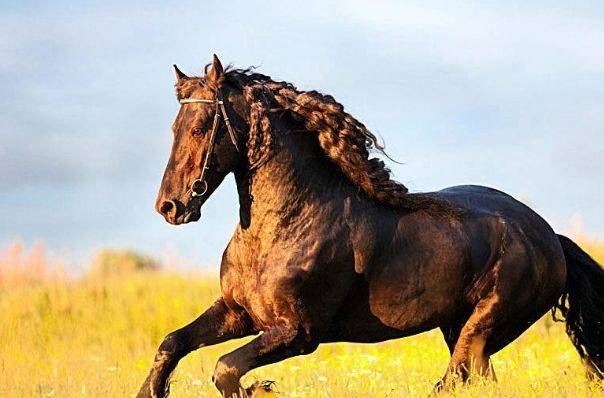 从龙头老大在家闲，一马当前牧羊犬（猜）打一最佳正确生肖中探寻自媒体创作的灵感与深意