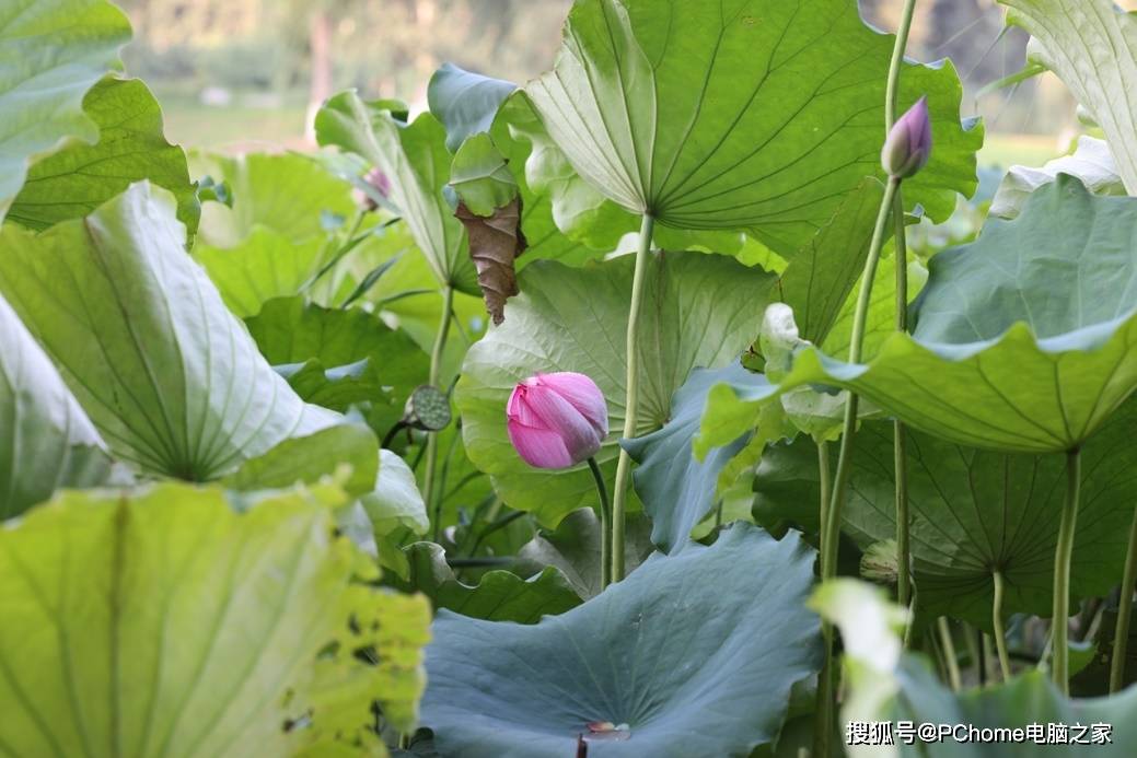 画幅|新一代全画幅专微旗舰 佳能EOS R5评测