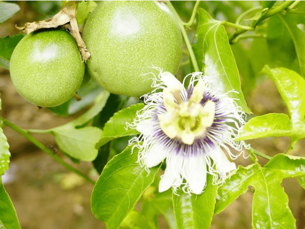 百香果种植卷叶是什么原因?