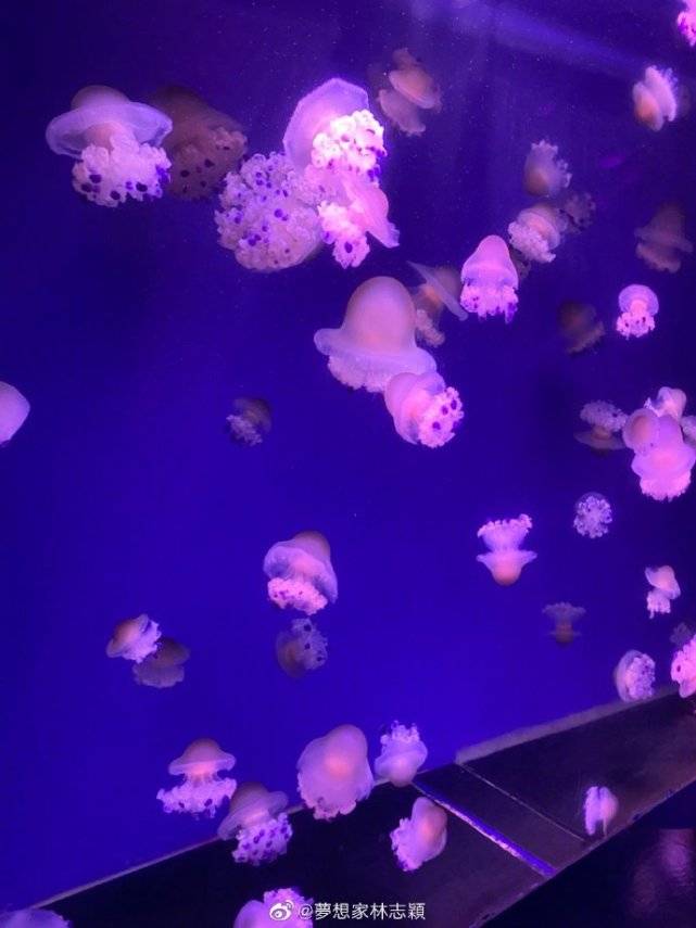 哥哥|双子星好激动，11岁黑米哥哥超爸爸肩膀林志颖带仨儿子逛海洋馆