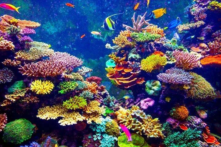 珊瑚得了白化病还能自救吗