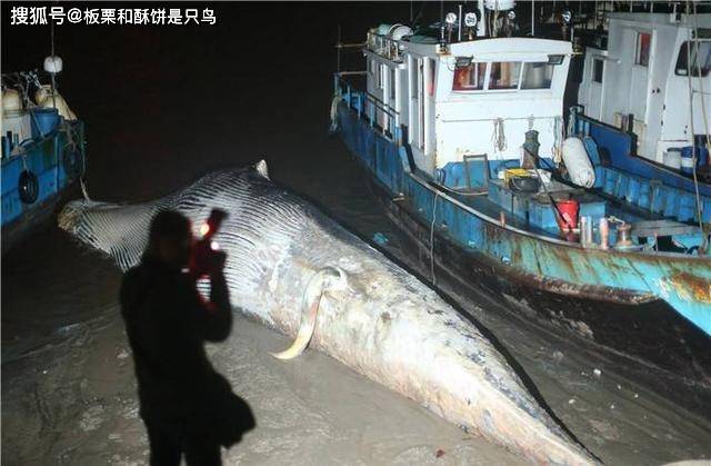 "一鲸落而万物生,那鲸爆又是什么?大自然敲响的警钟