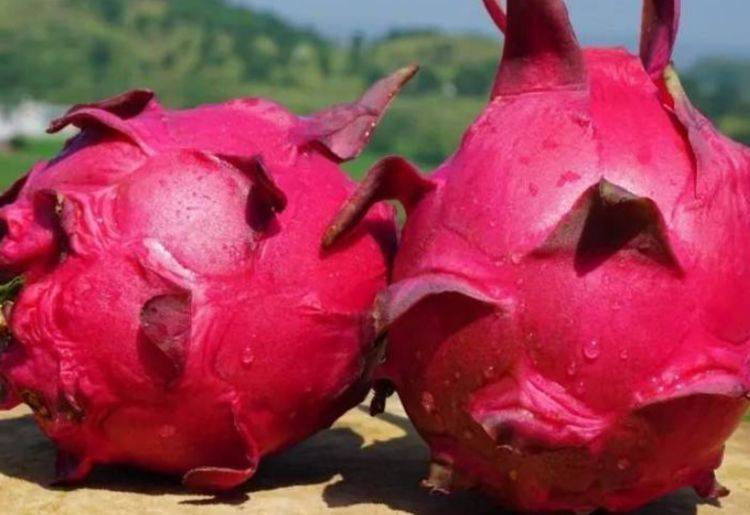 火龙果热性还是寒凉 87c1e48f4b194477bd364df2013ea22f.jpeg