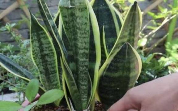 龟背竹怎么种植才能活 d4b573631f814f86abbd6827d192d386.jpeg