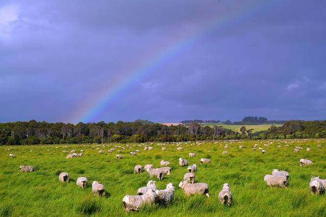 新西兰是世界上最著名的畜牧业生产国,牧场面积13万平方公里,约占国土