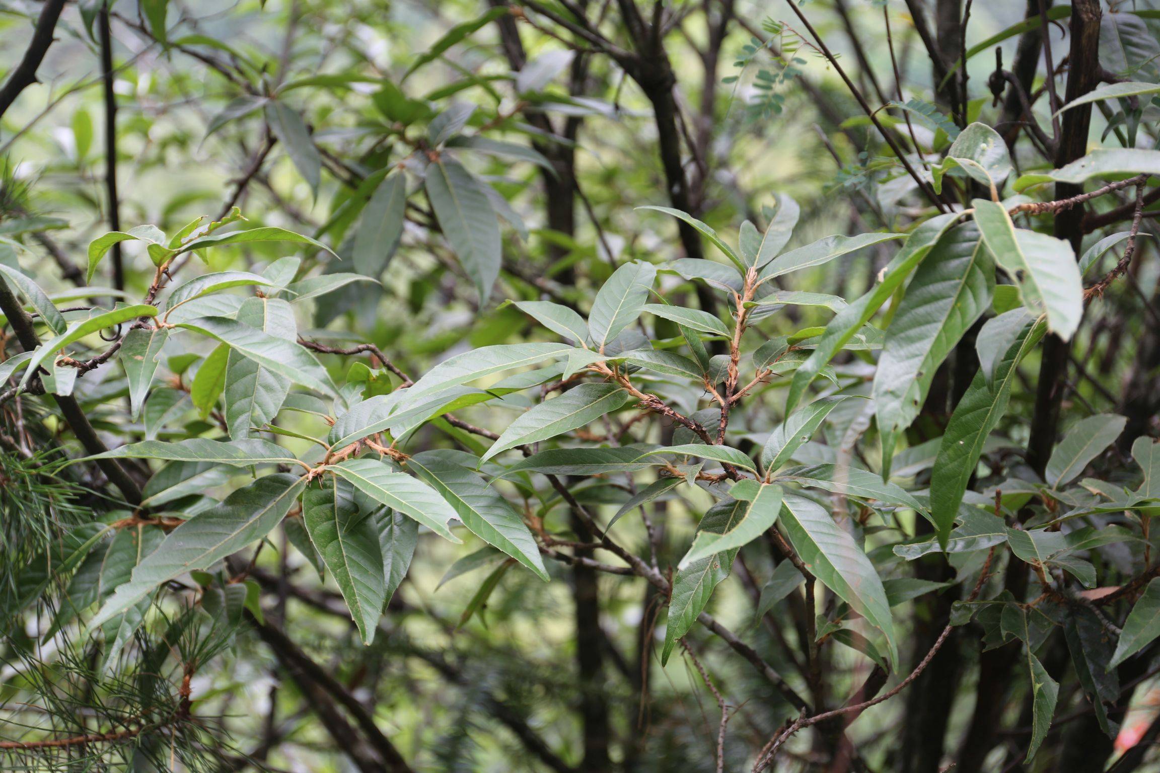 庆元植物1223-壳斗科-栎属-巴东栎