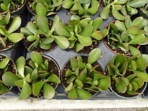 为什么叫玉树 8f1fe13b809b4d5c98afa6c5a64b4969.jpeg