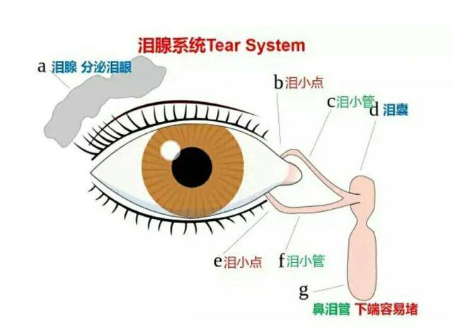 一把鼻涕一把泪,为啥哭的时候会流鼻涕?